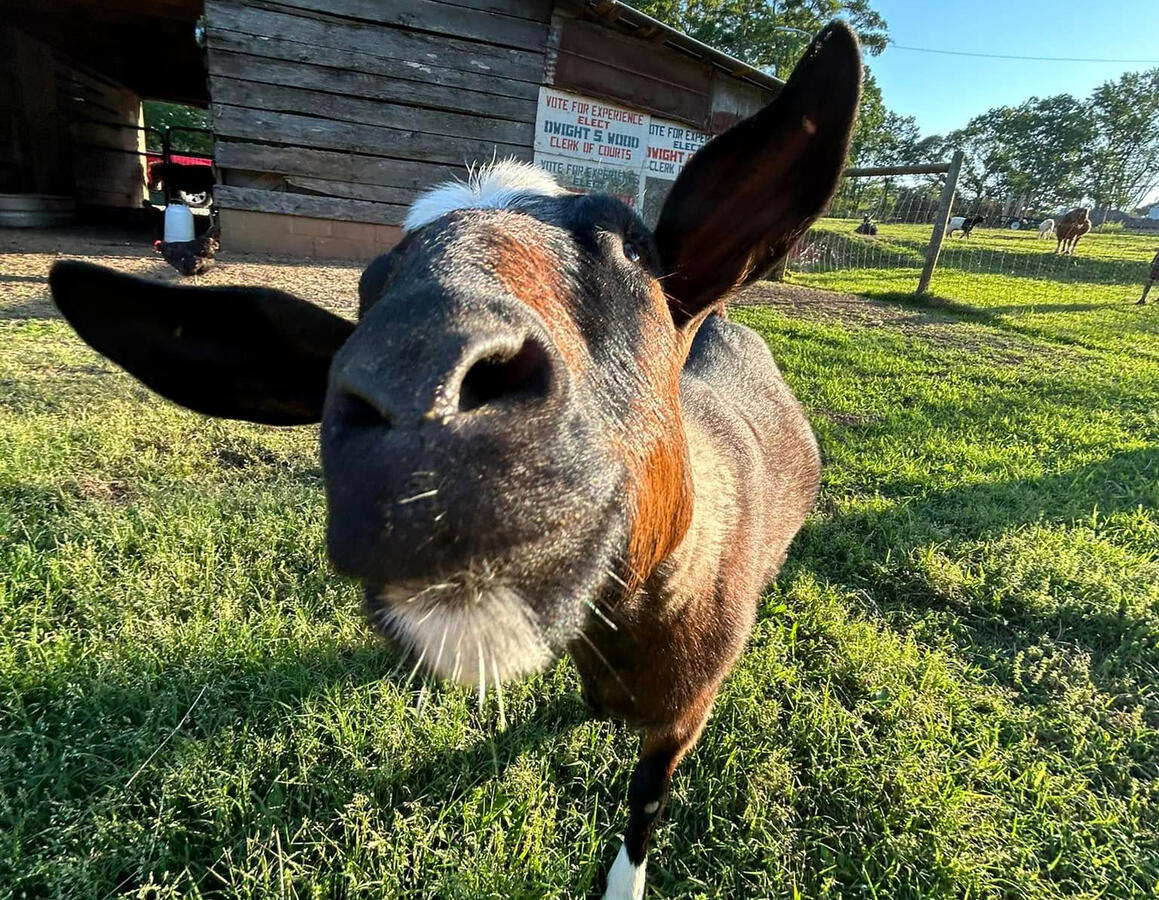 Rosie