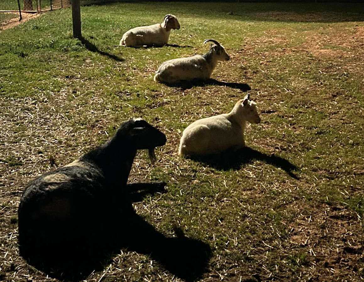 Goats
