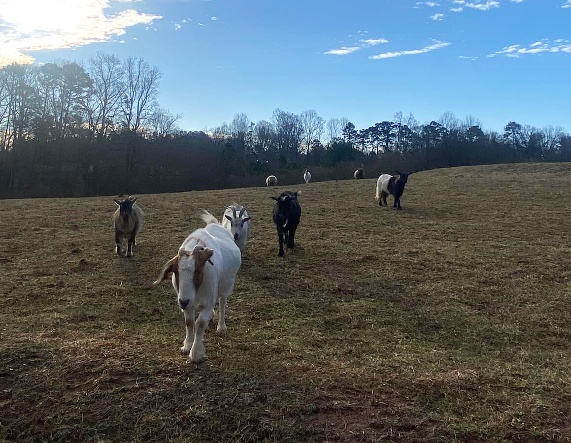 In the Field