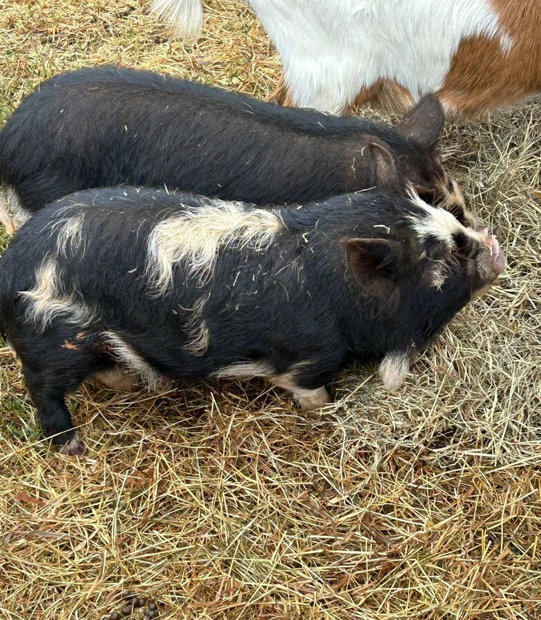 piglets