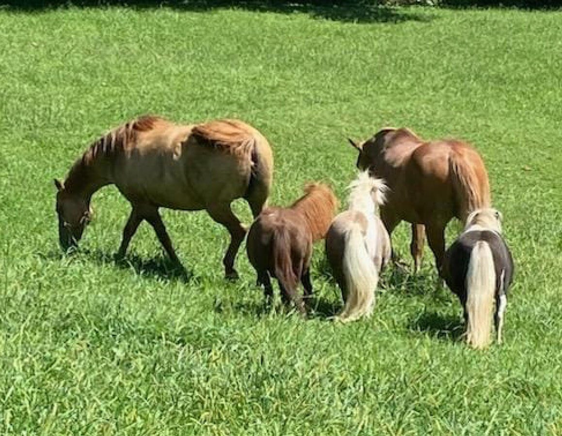 Horses